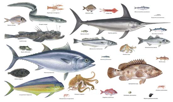 Peixos mediterranis